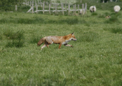 fox_and_sheep