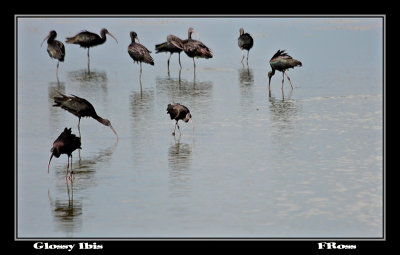 Glossy Ibis.jpg