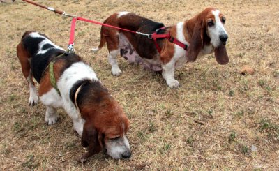 Elderly Beagle Hounds