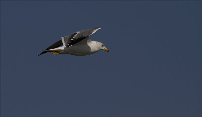 Seagull in Flight.jpg