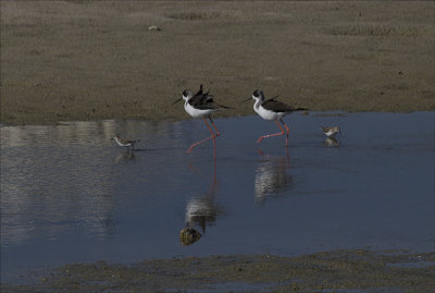 Stilts and Sandpipers.jpg