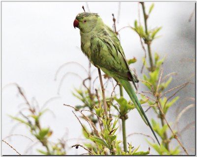  Wet Parrot in a Storm.jpg