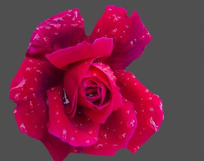 Raindrops  on a beautiful rose