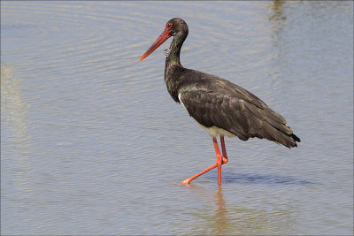 Black Stork.jpg