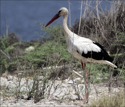 White Stork.jpg