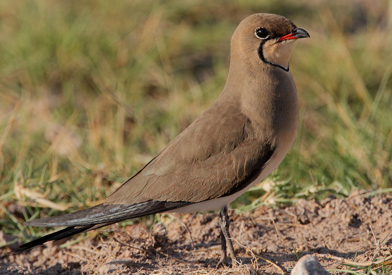 Collared Pratincole (Glareola pratincola)