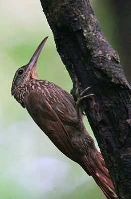 Ivory-billed Woodcreeper  (Xiphoryhnchus flavigaster)