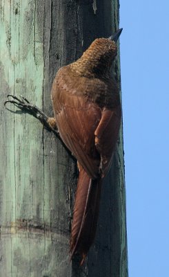 Northern Barred Woodcreeper (Dendrocolaptes sanctithomae)