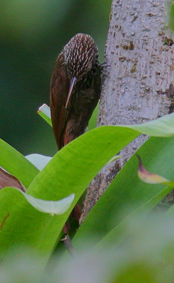 Streak-headed Woodcreeper (Lepidocolaptes souleyetii)