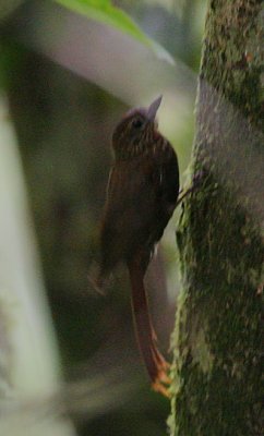 Wedge-billed Woodcreeper (Glyphorhynchus spirurus)