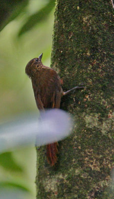 Wedge-billed Woodcreeper (Glyphorhynchus spirurus)