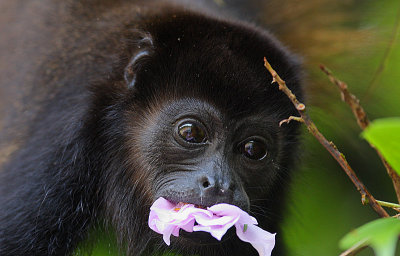 Costa Rica -Wildlfe