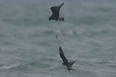 Dark-phase  & Pale-phase Arctic Skuas battle over a morsel