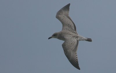 Herring Gull juvenile