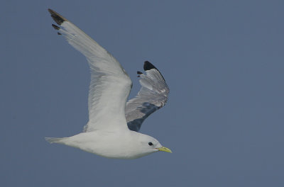 Adult Kittiwake -moulting flight feathers