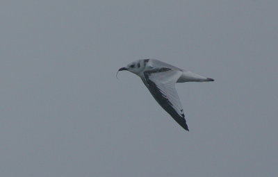Kittiwake juvenile with a Pipefish
