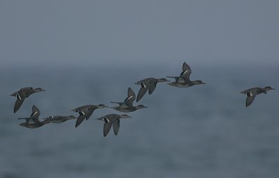 Teal flock in off the sea 