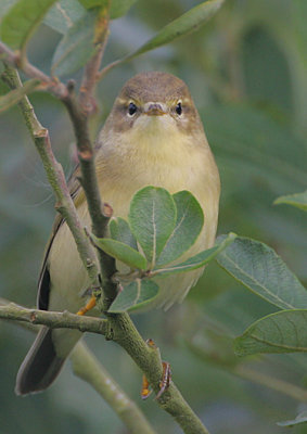 Willow Warbler -immature in fresh autumn plumage