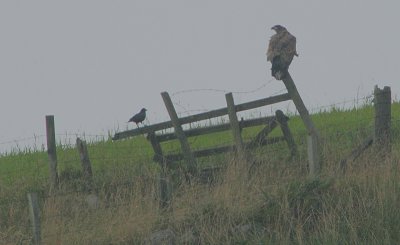 White-tailed Sea Eagle juvenile with a crow