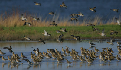 Golden Plover coming in to roost