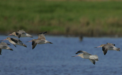 Bar-tailed Godwits in flight