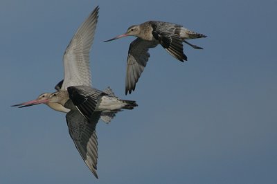 Bar-tailed Godwits in flight