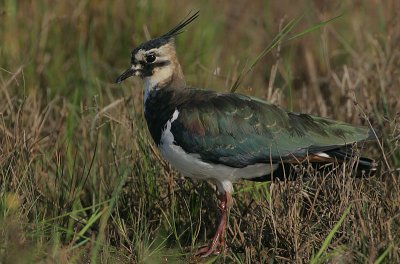 Lapwing