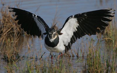 Lapwing stretching