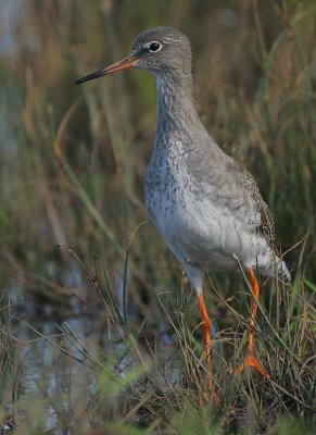 Redshank