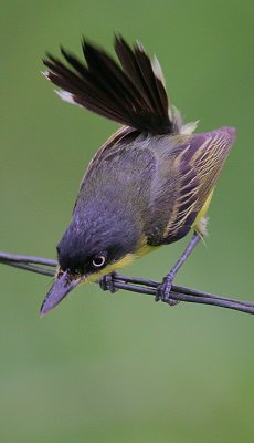 Common Tody-Flycatcher (Todirostrum cinereum)