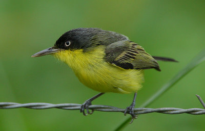 Common Tody-Flycatcher (Todirostrum cinereum)