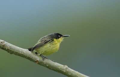 Common Tody-Flycatcher (Todirostrum cinereum)