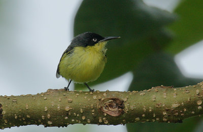 Common Tody-Flycatcher (Todirostrum cinereum)