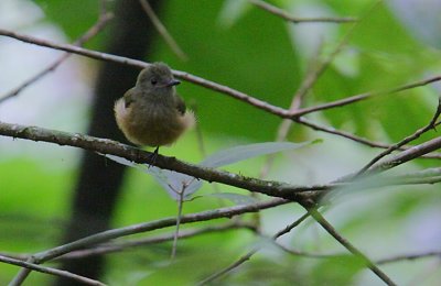 Ochre-bellied Flycatcher (Mionectes oleagineus)