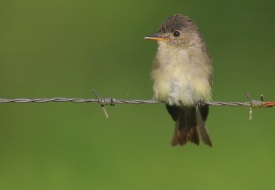 Tropical Pewee (Contopus cinereus)