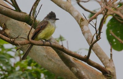 Dusky-capped Flycatcher (Myiarchus tuberculifer)