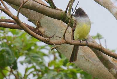 Dusky-capped Flycatcher (Myiarchus tuberculifer)