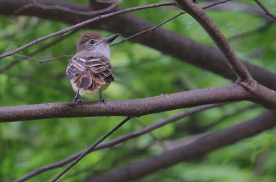 Nuttings Flycatcher (Myiarchus nuttingi)?