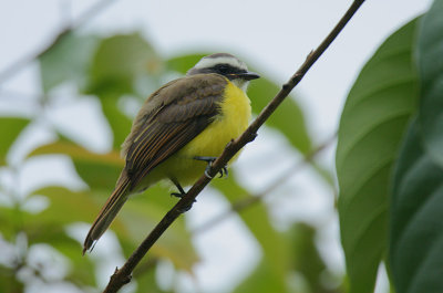 Social Flycatcher (Myiozetes similis)