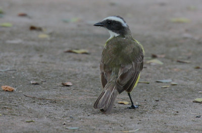 Social Flycatcher (Myiozetes similis)