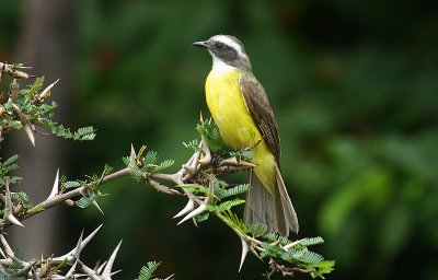 Social Flycatcher (Myiozetes similis)