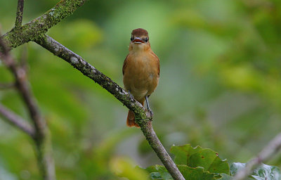 Cinnamon Becard (Pachyramphus cinnamomeus)