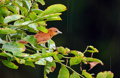 Cinnamon Becard (Pachyramphus cinnamomeus) in the rain
