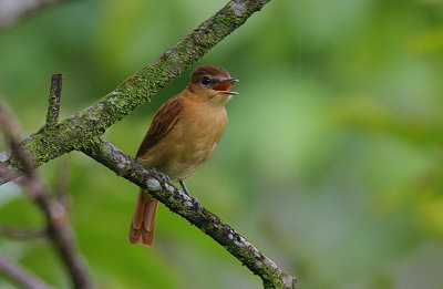 Cinnamon Becard (Pachyramphus cinnamomeus)