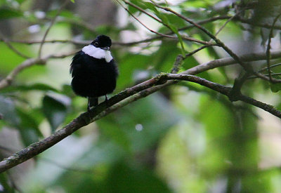 White-ruffed Manakin (Corapipo altera) displaying male