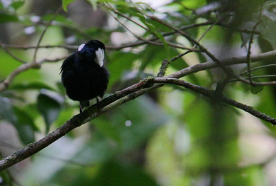 White-ruffed Manakin (Corapipo altera) displaying male