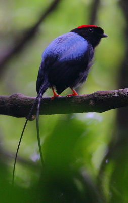 Long-tailed Manakin (Chiroxiphia linearis)