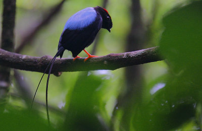 Long-tailed Manakin (Chiroxiphia linearis)
