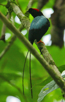 Long-tailed Manakin 9Chiroxiphia linearis) male in deep shade