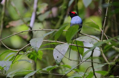 Long-tailed Manakin (Chiroxiphia linearis) in habitat